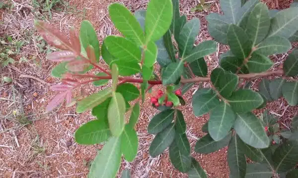Madagascar pink berries and spices Jacarandas - Image 2