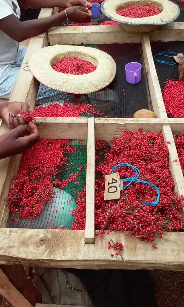 Madagascar pink berries and spices Jacarandas