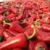 The Espelette chilies - Image 2