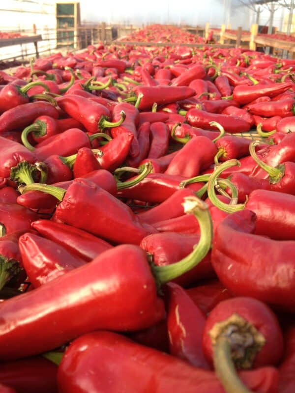 Piment d'Espelette Accoceberry / Nahia – Image 2
