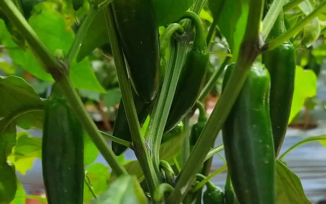 Sliced green jalapenos from REITZEL