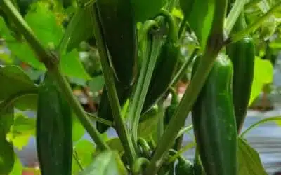 Sliced green jalapenos from REITZEL